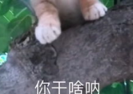 黏糕小姐姐,甜蜜诱惑，传统美食新演绎